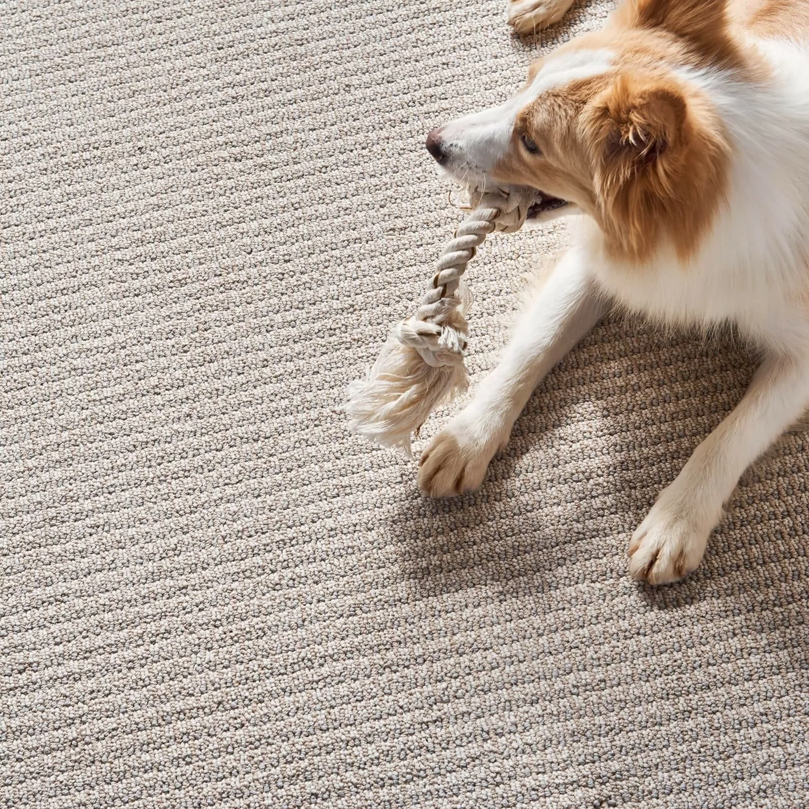 Pet friendly flooring | Custom Carpet Centers